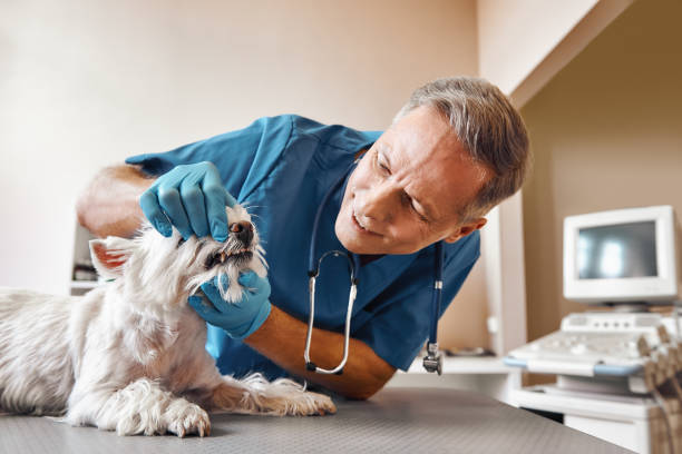 Best Emergency Treatment for Dental Infections or Abscesses in Raton, NM